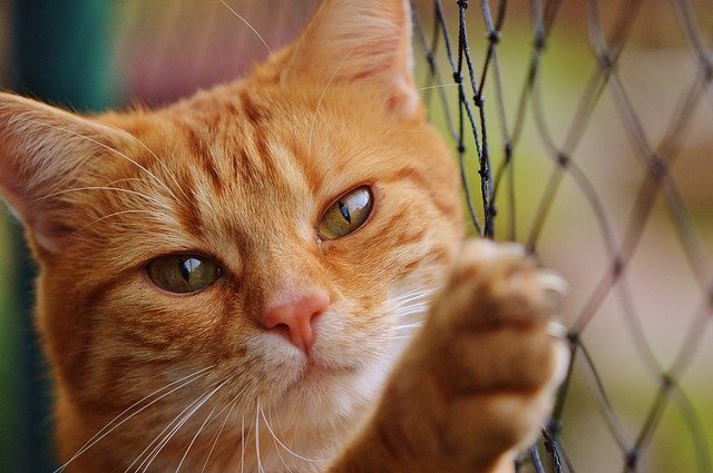 Pourquoi la plupart des chats supportent mal la chatterie à La Réunion