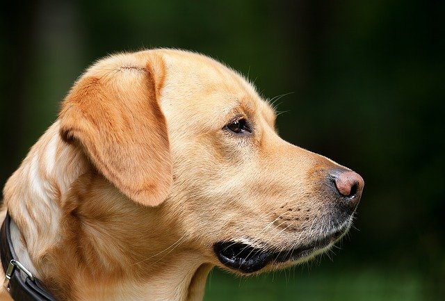 Les bénéfices sociaux et éducatifs d’un séjour en pension pour chien à La Réunion