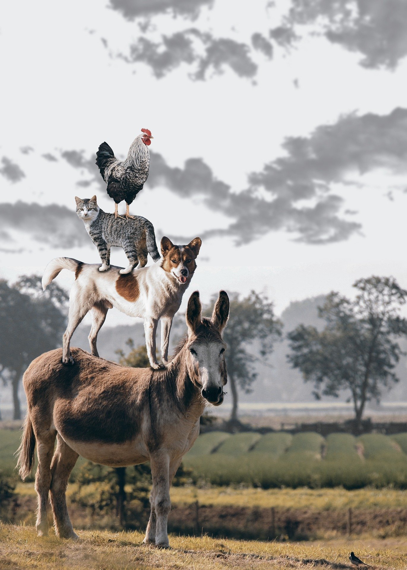 The 4 Surprising Ways Animals Improve Our Health 🧘‍♂️