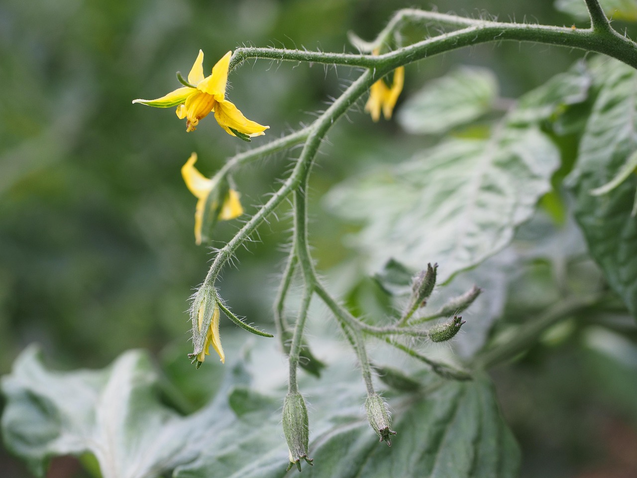 L'essence de Tomate