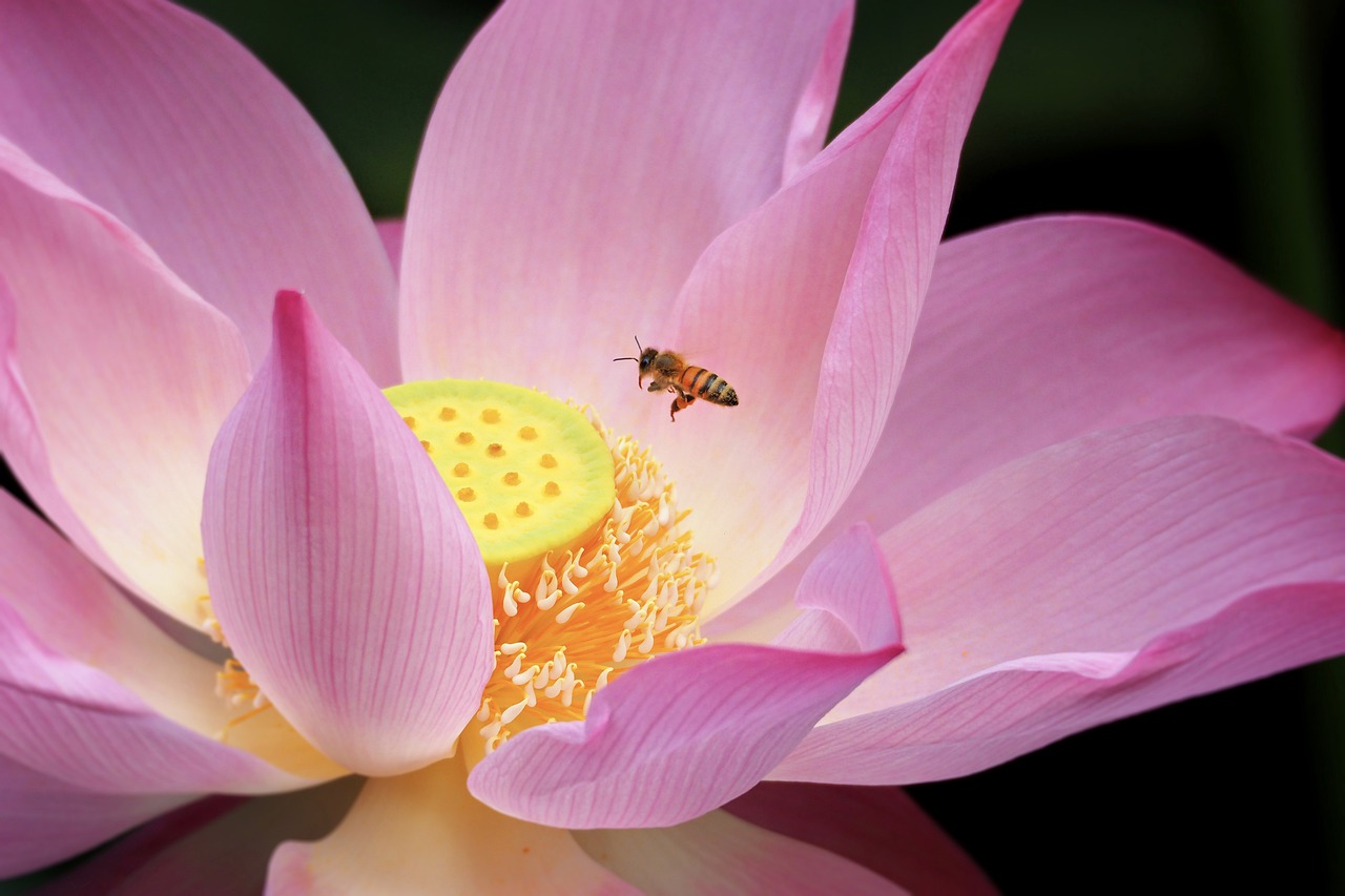 🍯Everything About Honey: The 8 Treasures of Health Benefits