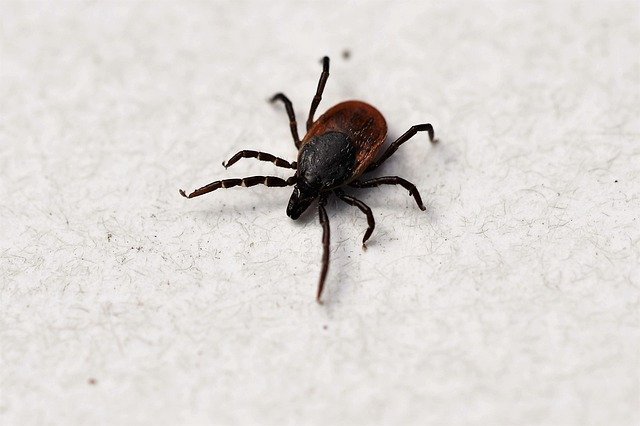 Maladie de Lyme : Comprendre pour Mieux l'Appréhender avec la Naturopathie
