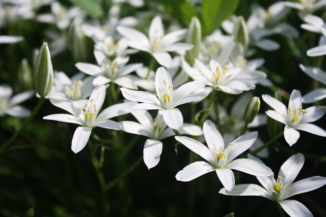 L'astuce du jour : L'essence Star of Bethlehem