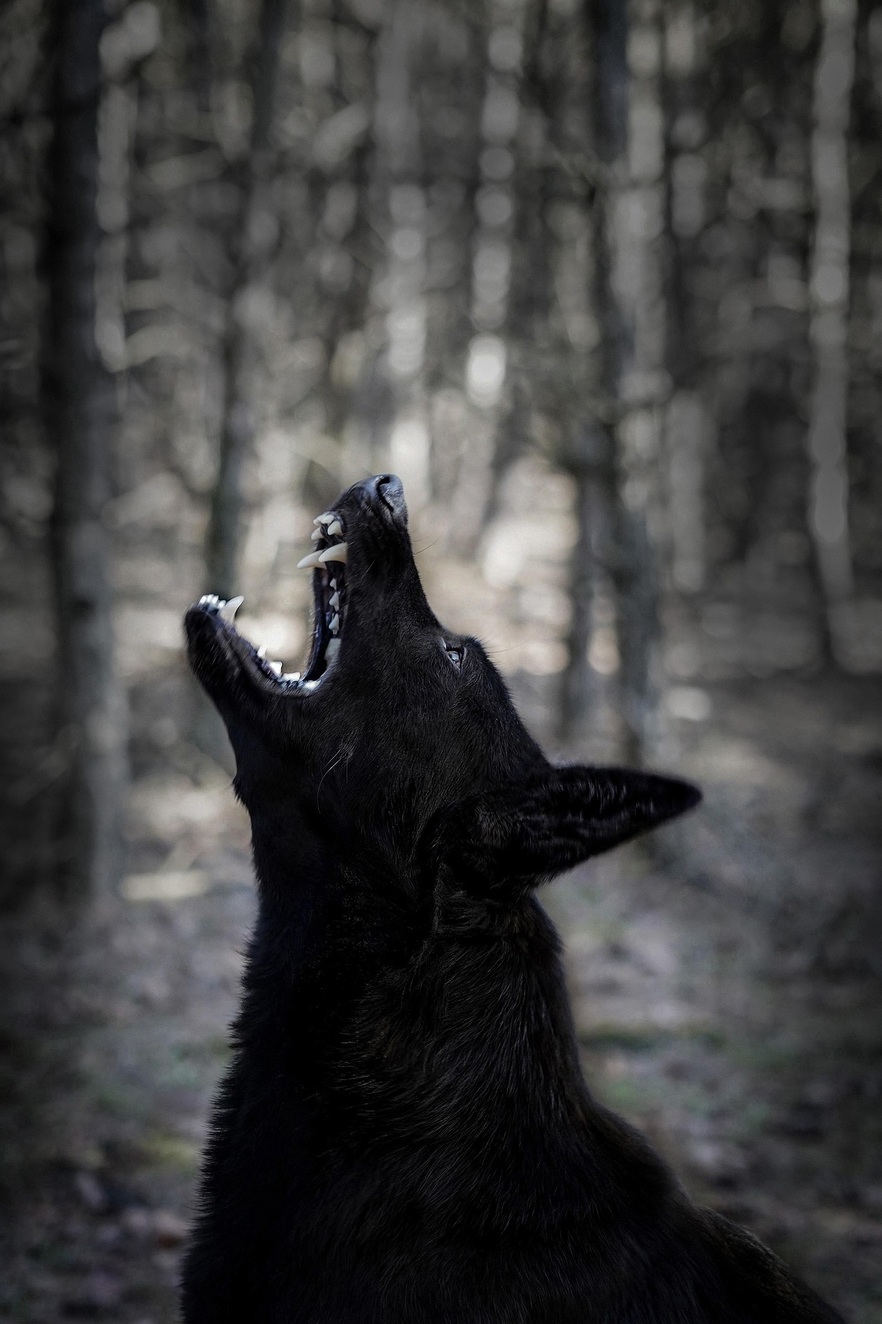 LES VOCALISATIONS CHEZ LE CHIEN