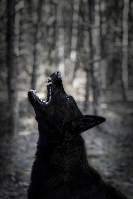 LES VOCALISATIONS CHEZ LE CHIEN