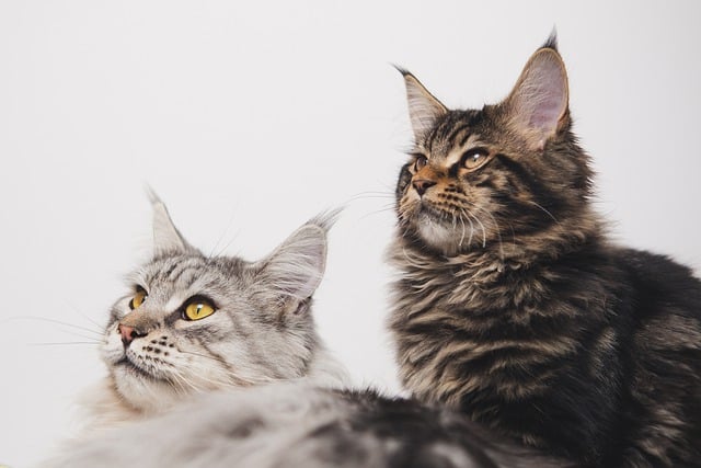 Chatterie et garde de chats à Saint-Denis (La Réunion) : quelle alternative choisir ?