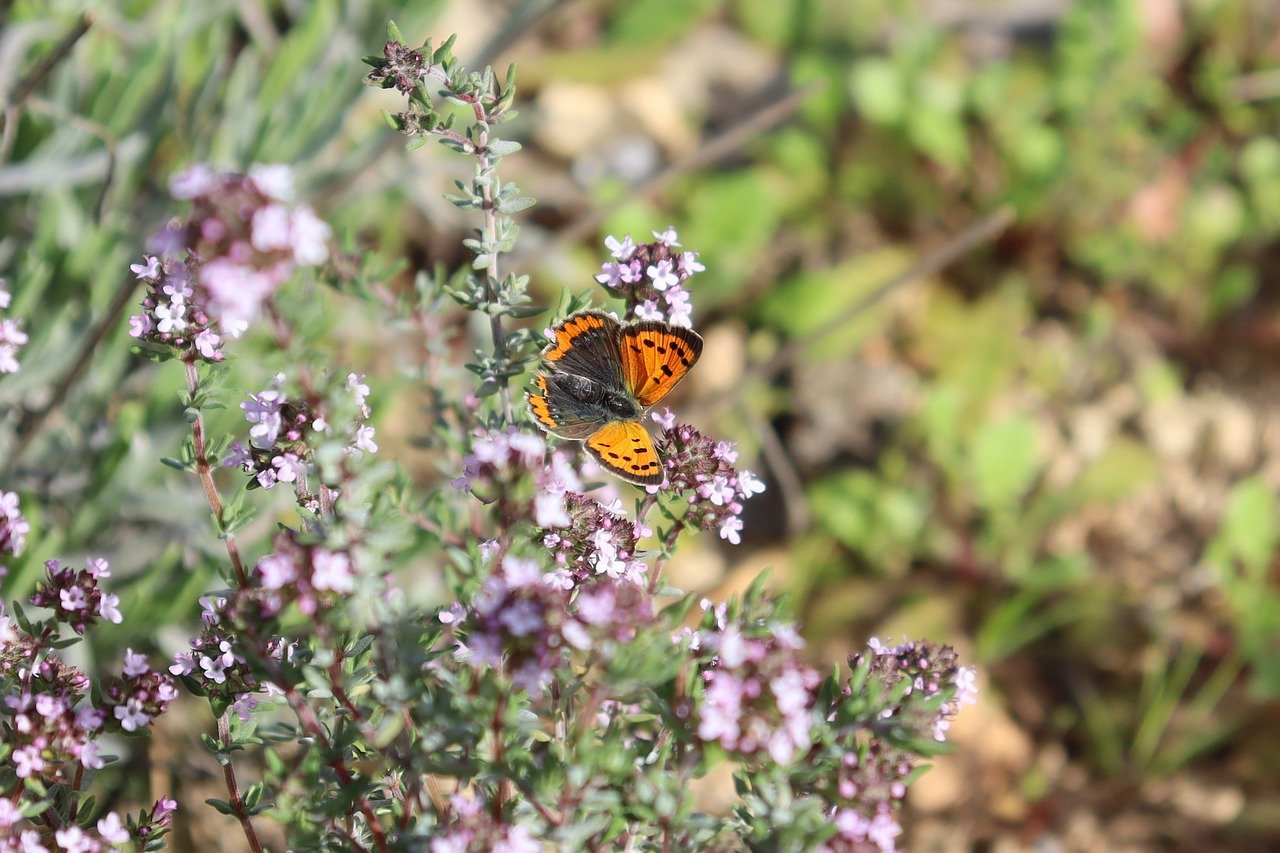 🌿🌞 Unlocking the Secrets of Thyme: Origin, Benefits, and Uses! 🍲💊