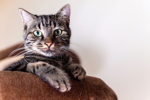 Pourquoi la visite à domicile est mieux qu’une chatterie pour les chats à La Réunion ?