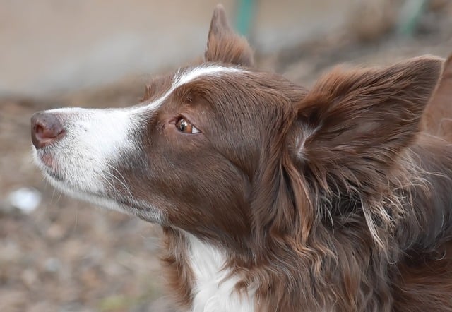 7 conseils pour bien préparer son chien avant une pension à La Réunion